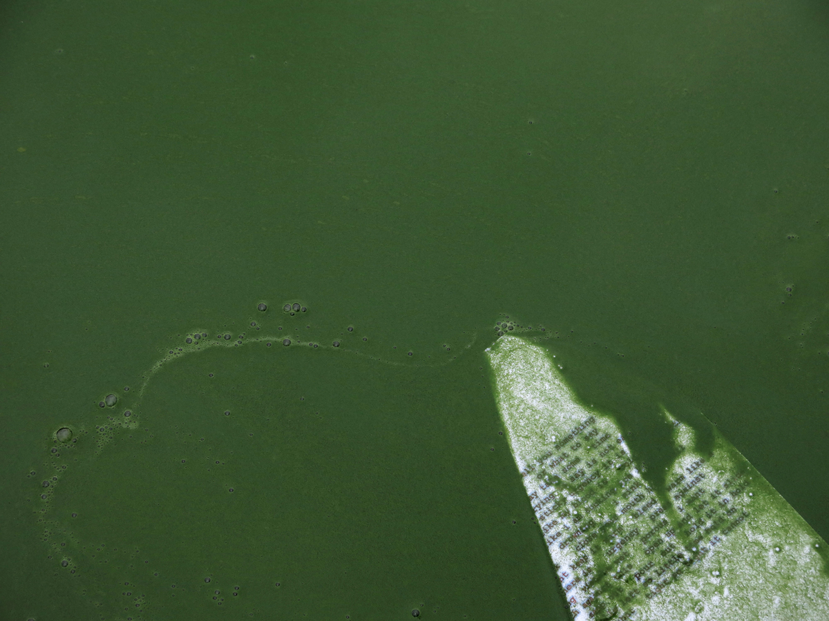 JDYER_the weight of green_color_smallcm_300dpi web.jpg